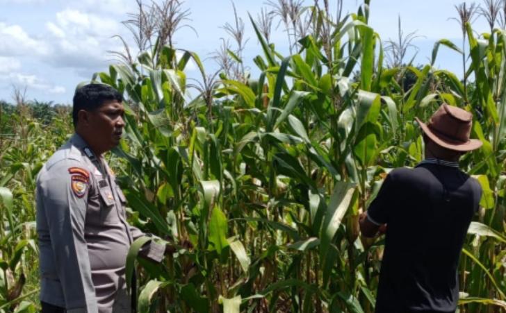 Polri Hadir di Tengah Petani, Polsek Kandis Pantau Jagung Tumpang Sari Kelompok Tani Ayu Makmur