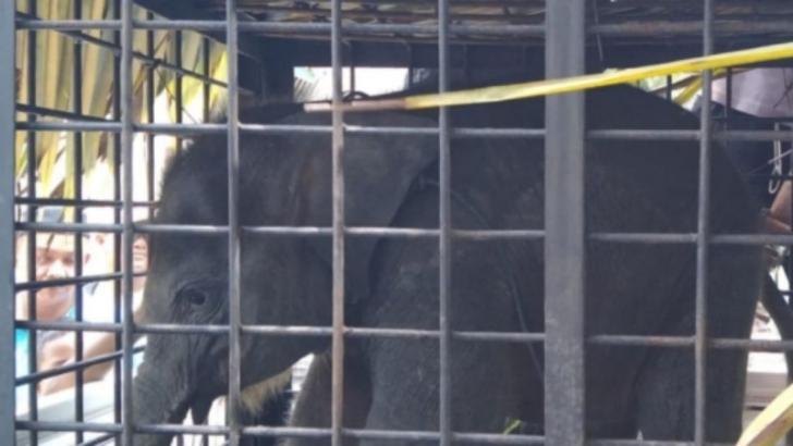 Terpisah dari Induknya, Anak Gajah Tersesat Dipemukiman Warga