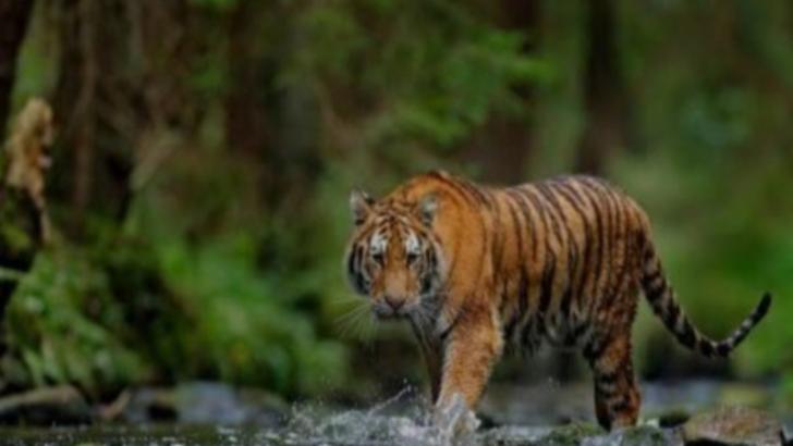 BKSDA Riau Respon Video Viral Kemunculan Harimau Sumatera