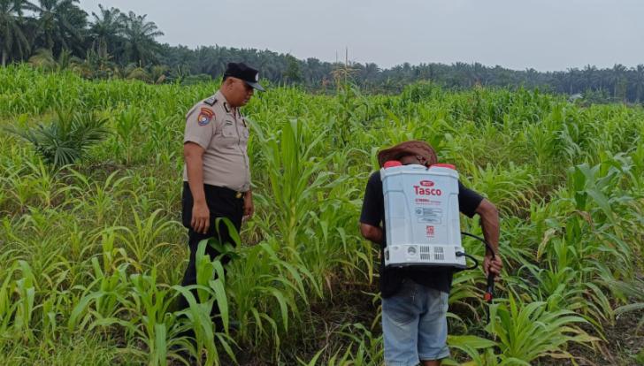 Polsek Kandis Tinjau 12 Hektar Lahan Jagung Ketahanan Pangan Masyarakat