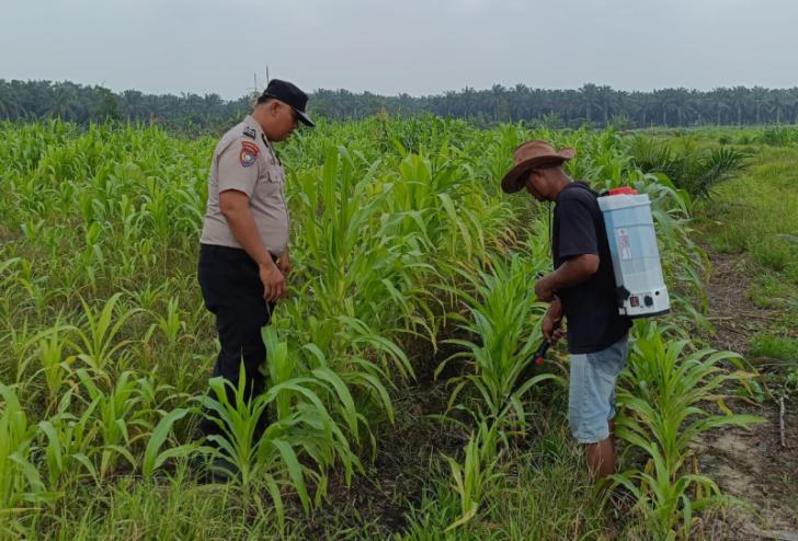 Meninjau Lahan Jagung, Mendampingi Petani untuk Penguatan Ketahanan Pangan