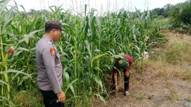 Polsek Kandis Siapkan 15 Hektar Lahan Jagung untuk Ketahanan Pangan Nasional