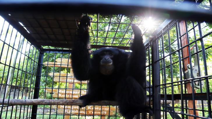 Sepuluh Tahun Dirawat Warga Tenayan Raya, Seekor Siamang Kini Diserahkan ke BBKSDA