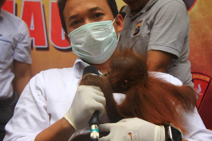 Polisi Buru Pemesan Orangutan di Pekanbaru