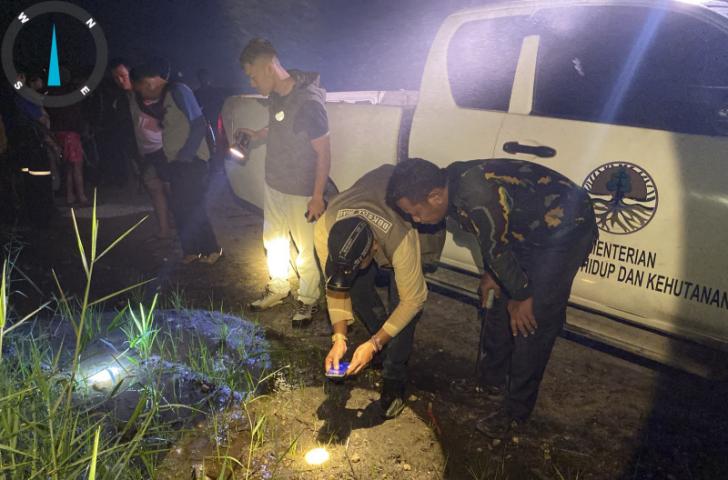 Serangan Harimau Sumatera di Pelalawan, Seorang Pekerja Tewas, BBKSDA Riau Tingkatkan Penanganan
