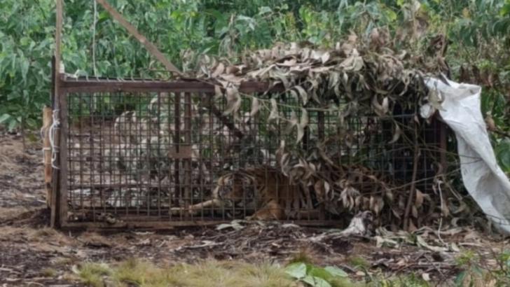 Harimau Mangsa Manusia Berhasil Ditangkap