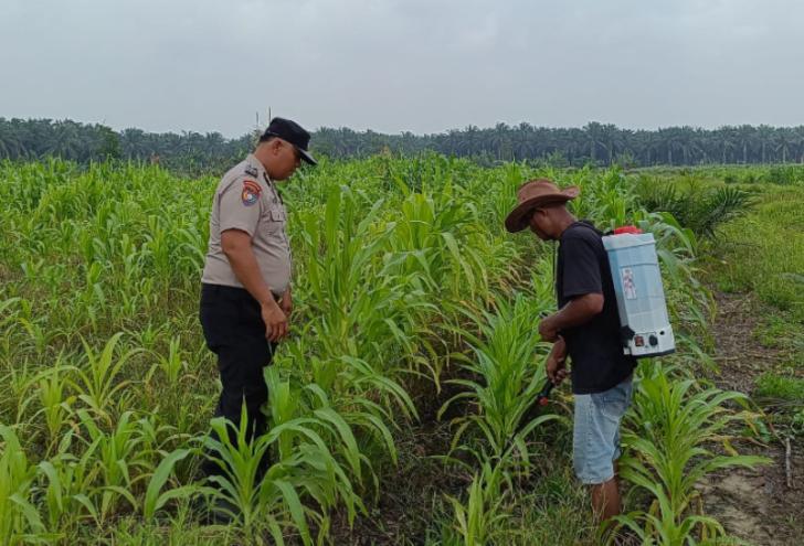 Kuartal III, Polsek Kandis dan Petani Ayu Makmur Kembangkan Budidaya Jagung Berkelanjutan