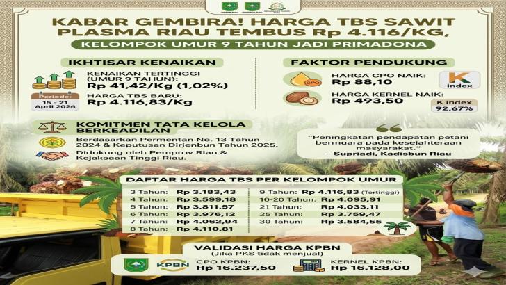 Kabar Gembira! Harga TBS Sawit Plasma Riau Tembus Rp 4.116/Kg, Kelompok Umur 9 Tahun Jadi Primadona