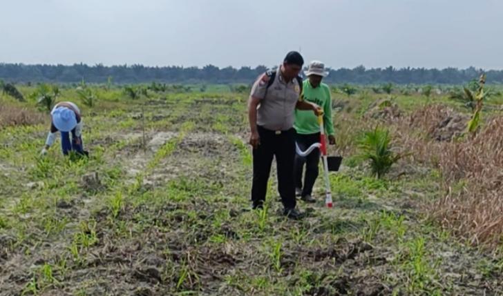 Tanaman Jagung Memasuki Fase Pemupukan, Polsek Kandis Pastikan Program Ketahanan Pangan Berjalan Optimal