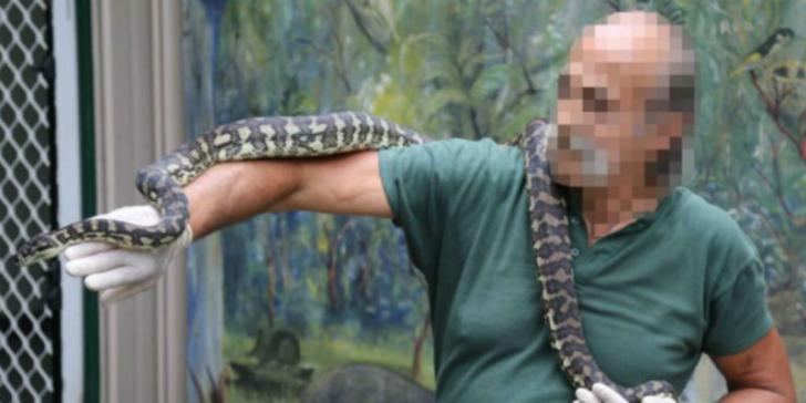 Kecanduan Narkoba, Ular Piton Ini Terlihat Agresif