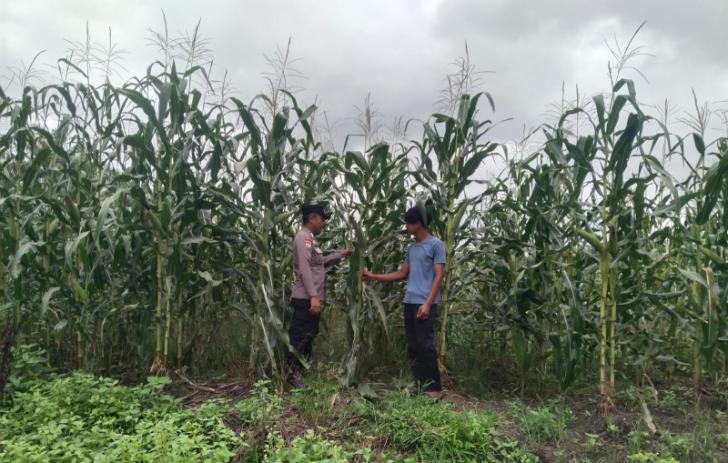 Polsek Kandis Cek Perkembangan Jagung Tumpang Sari 5 Hektare, Dukung Program Ketahanan Pangan Nasional