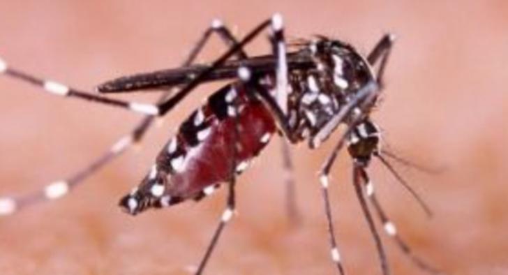 Temuan Kasus Malaria di Desa Kuala Selat Meningkat, Pemerintah Dirikan Posko Kesehatan