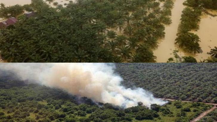 Walhi: Banjir Riau Akibat 57 Persen Daratan Riau Dikuasai Investasi, Hutan Habis Kebun Sawit Dominasi
