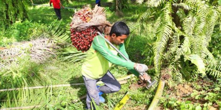 Warga Kota Lama Harus Rela Mendekam di Balik Jeruji karena Curi TBS Sawit
