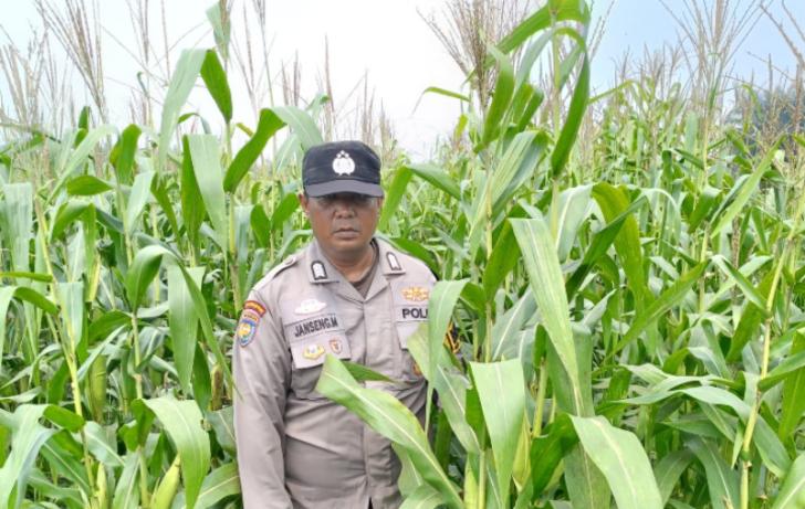 Polsek Kandis Cek Lahan Jagung, Perkuat Dukungan Polri untuk Ketahanan Pangan Nasional
