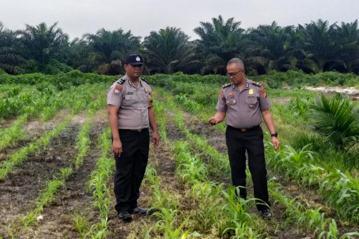 Pendampingan Rutin, Kanit Binmas Polsek Kandis Turun Langsung Memantau Pertumbuhan Tanaman Jagung