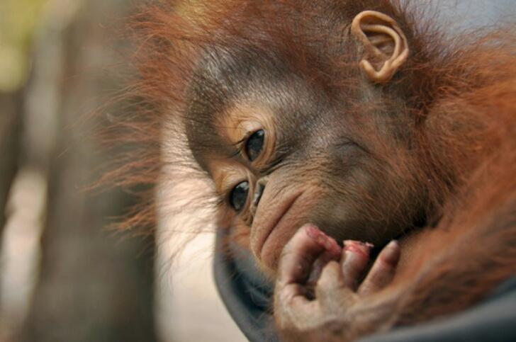 Berkas Penjualan Anak Orangutan Dilimpahkan ke Kejati Riau