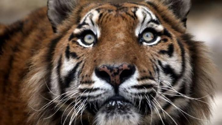 Seram! Harimau Masuk Kamar Rumah Seret Bocah Saat Tidur