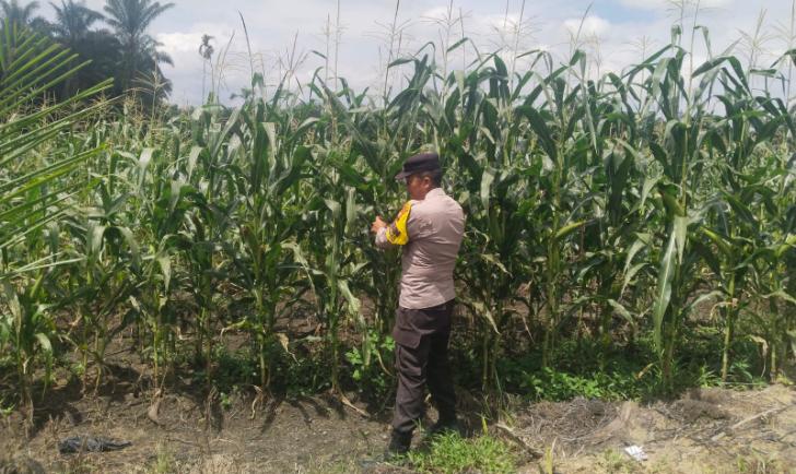 Rutin, Bhabinkamtibmas Polsek Kandis Tinjau Perkembangan Tanaman Jagung untuk Ketahanan Pangan