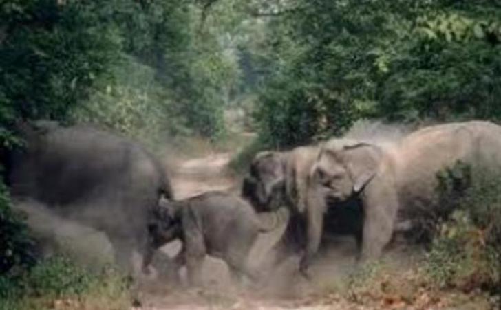 Warga Desa Olak Siak Hidup Bersama Gerombolan Gajah yang Rusak Kebun Mereka