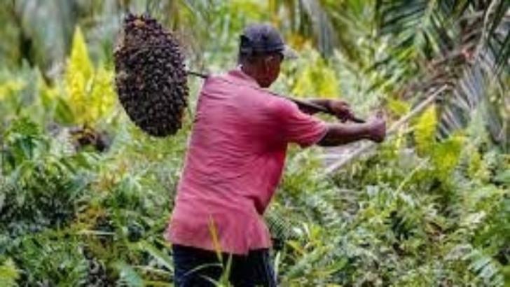 Kabar Bahagia Buat Pemilik Kebun Sawit, Harga Naik