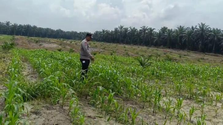 Bersama Petani Merawat Tanaman Jagung, Menjaga Harapan hingga Masa Panen
