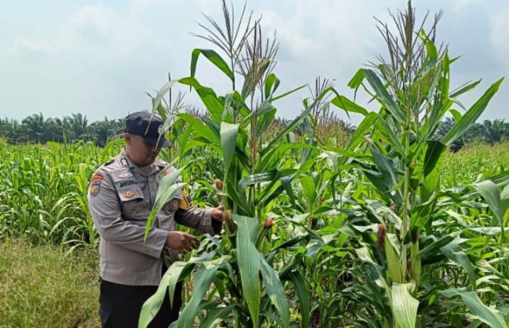 Bhabinkamtibmas Polsek Kandis Kawal Ketahanan Pangan, Jagung Jambai Makmur Jadi Harapan Swasembada