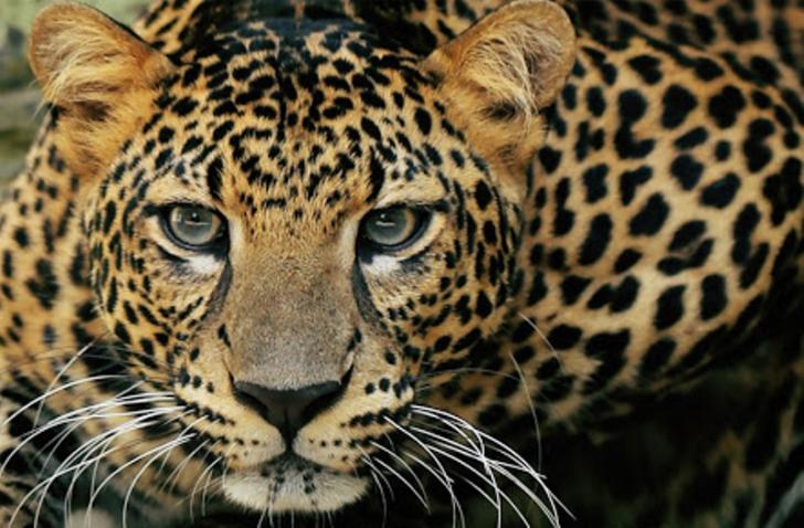 Macan Tutul Turun Gunung, Ini Sebabnya