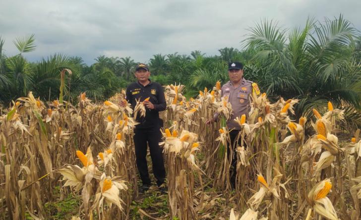 Polsek Kandis Bersiap Jelang Panen Raya Jagung Tumpang Sari di Kampung SamSam