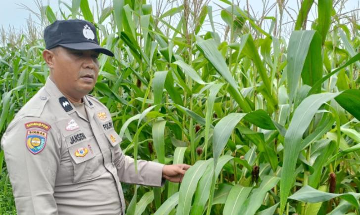 Bhabinkamtibmas Polsek Kandis Turun Langsung ke Ladang Ketahanan Pangan