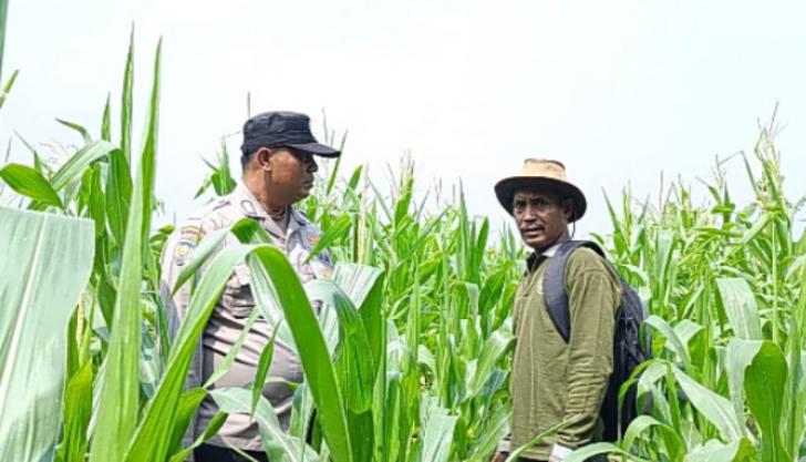 Bhabinkamtibmas Polsek Kandis dan Petani Tinjau Langsung Kondisi Tanaman Jagung