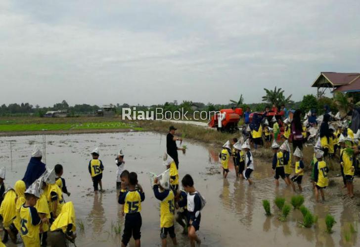 Belajar Menanam Padi, Ratusan Anak TK di Tualang Turun ke Sawah