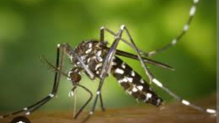 Fokuskan Pencegahan, Kasus Malaria di Indragiri Hilir Mulai Melandai