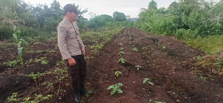 Bhabinkamtibmas Polsek Teluk Meranti Monitoring Lahan Ketahanan Pangan