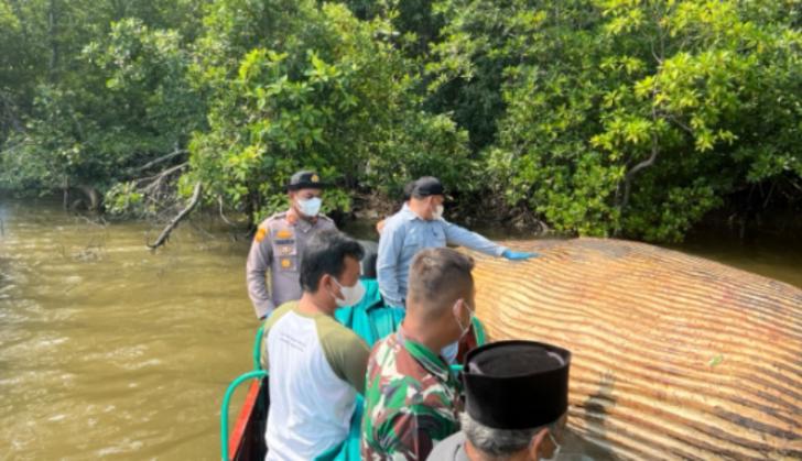 Temuan Bangkai Paus di Indragiri Hilir Kementerian Kelautan Kirim Sampel ke Badan Riset Nasional di Jakarta
