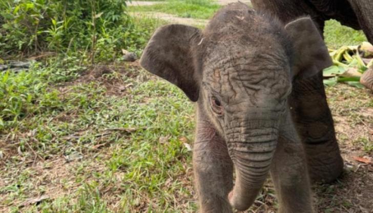 Gajah Lisa Melahirkan Anak Jantan di Taman Nasional Teso Nilo