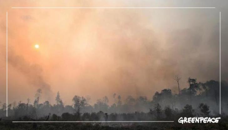4 Bulan 112 Ribu Kebakaran, 40 Perkebunan dan 20 Persen HTI, Ini Fakta Mengejutkan itu