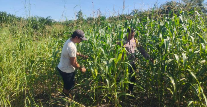 Ketahanan Pangan, Polsek Kandis Laksanakan Pengecekan Tanaman Jagung Tumpang Sari