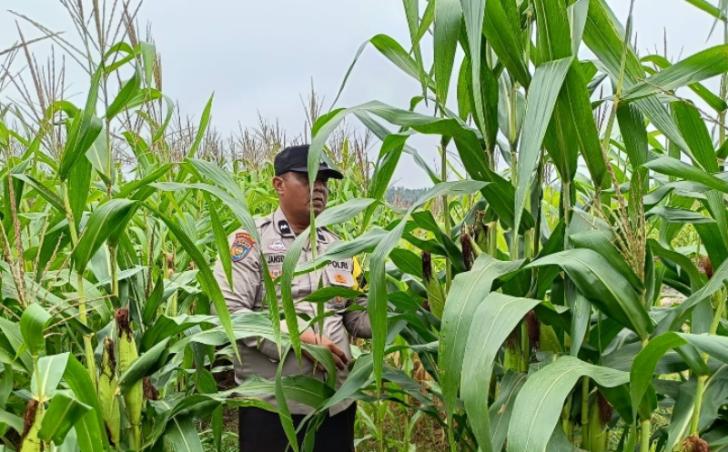 Membawa Semangat Gotong Royong, Polsek Kandis Hadir di Tengah Ladang, Demi Pendampingan Petani Jagung