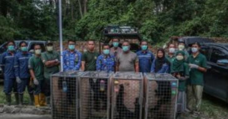 Empat Siamang Direlokasi ke Pusat Rehabilitasi Sumatera Selatan