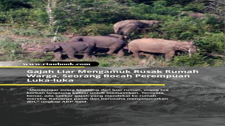 Gajah Liar Mengamuk Rusak Rumah Warga, Seorang Bocah Perempuan Luka-luka