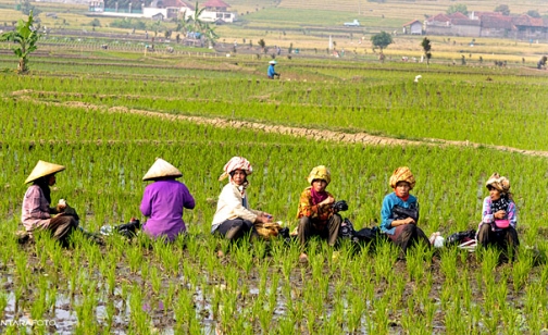 Agustus 2016, Nilai Tukar Petani Riau Mengalami Kenaikan