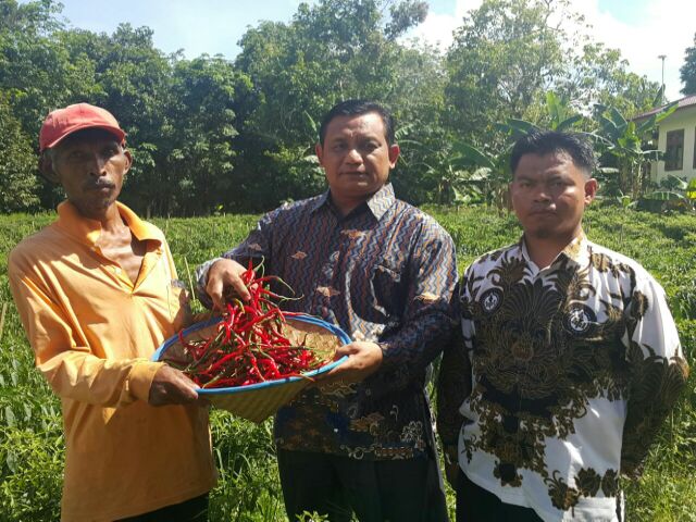Berkat Baznas Keluarga Pra Sejahtera Panen Cabai Merah