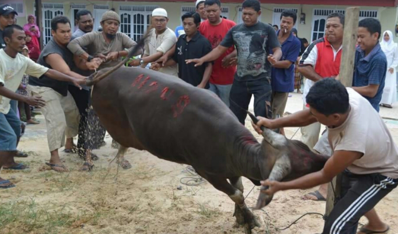 Di Dumai, Kebutuhan Hewan Kurban Naik 10 persen