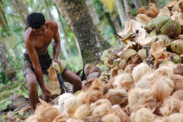 Harga Kelapa Semakin Tinggi di Dumai