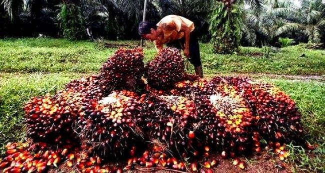 Harga TBS Sawit Riau Turun Rp 10,60/Kg