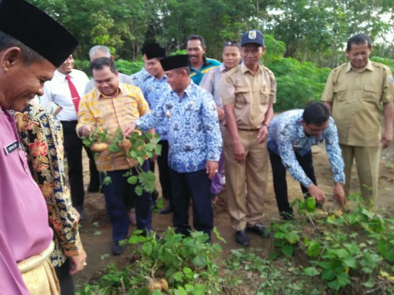 Hasil Tanaman Pekarangan Bupati Panen Bengkuang di Bandar Petalangan
