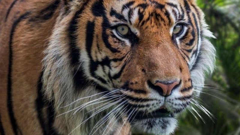 Jejak Harimau di Kebun Sawit