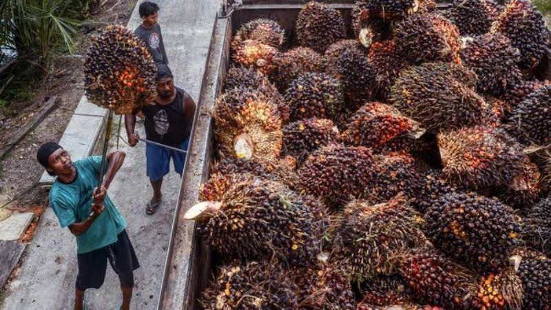 Kabar Baik, Harga TBS Sawit Naik