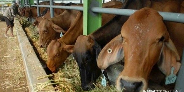 Kampar Potensial Jadi Lumbung Sapi